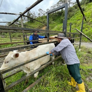 BRIGADA DE DESPARACITACIÓN, VITAMINIZACIÓN Y CIRUGÍAS DE ANIMALES MAYORES Y MENORES